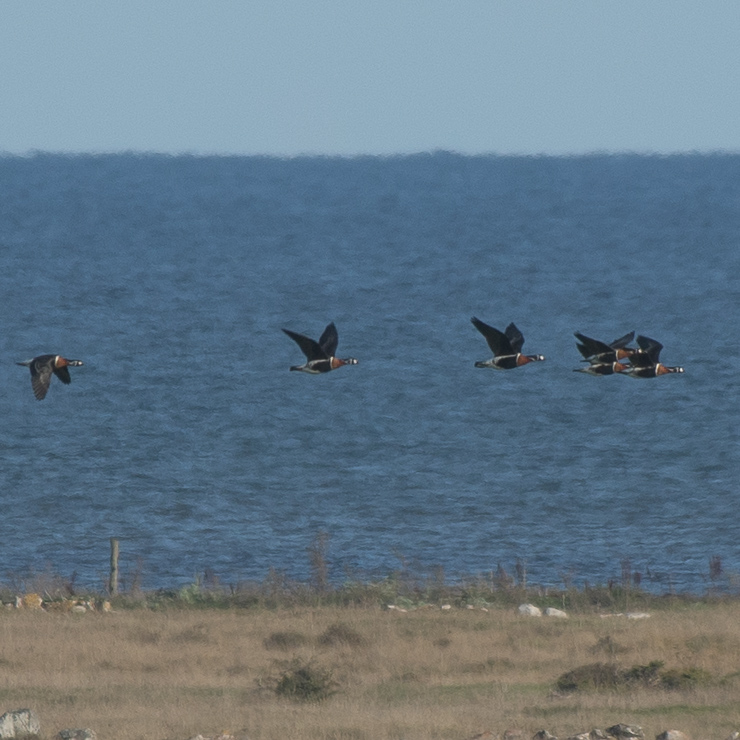 Red-breasted goose